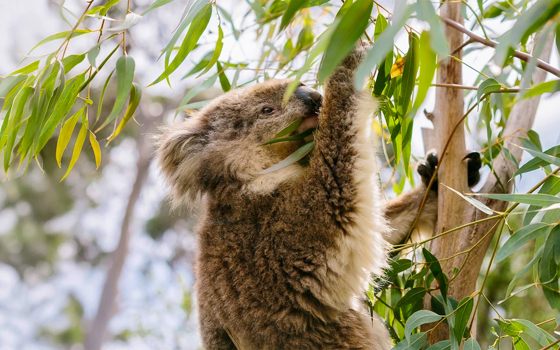 Koala Conservation Reserve in Phillip Island Ticket